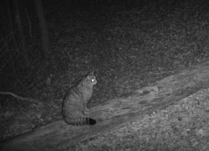 Gat fer captat per les càmeres de fototrampeig.<br />Autor: GNO-ICHN