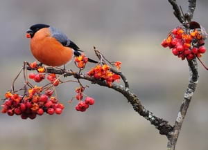 Pinsà borroner. Autor: XPN