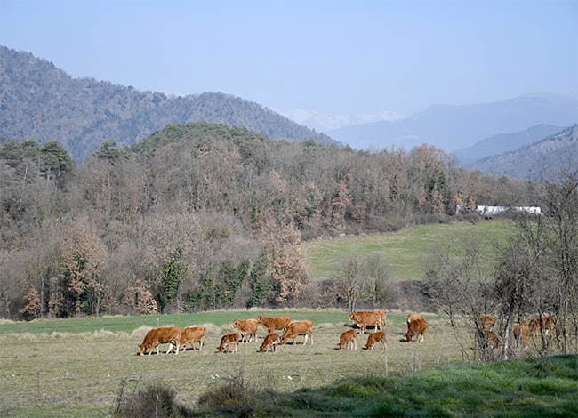 Les vaques pasturant a la finca de Planeses. Autor: XPN