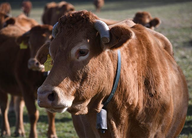 Activitat ramadera, una de les subjectes a les subvencions<br /> a particulars. Autor: XPN