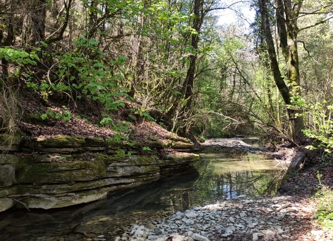 Riera de la Solana, al Parc del Castell de Montesquiu.<br />Autor: Pau Fortuño / FEHM-Lab