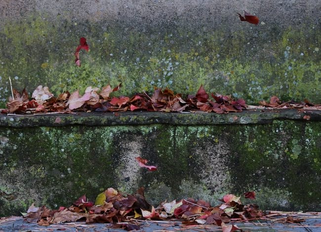 Ral·li Fotogràfic 2020 - Premi tema 'La natura des de casa'. Autora: Julita Morró i Pla