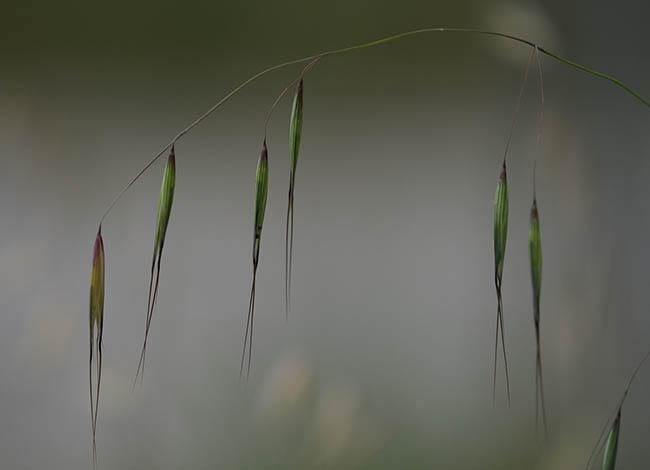 Premi tema 'Harmonia'.<br />Autor: Joan Caballero