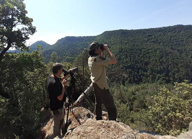L'observació de rapinyaires es fa entre guardes del Parc i membres de l'ICO. Autor: XPN