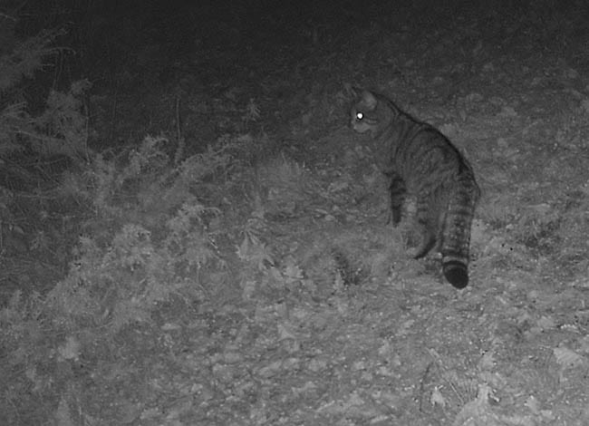 Gat fer a Montesquiu. Autor: Grup de Recerca en Carnívors de Catalunya (FELIS - ICHN)