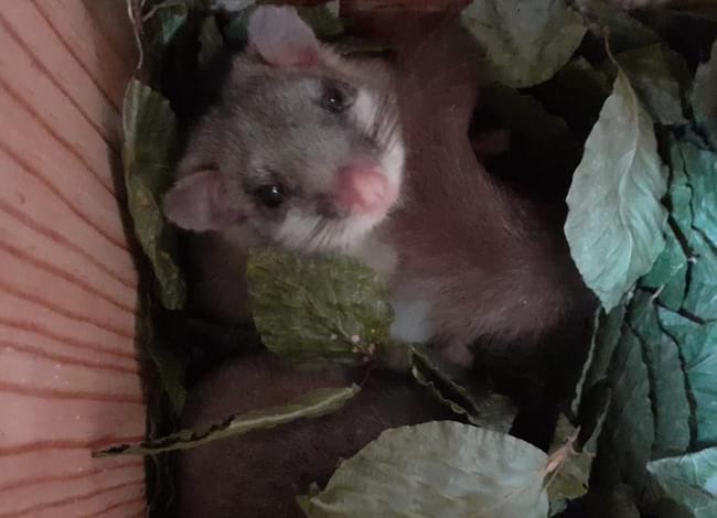 Exemplars de liró gris a l'interior de la caixa niu. Autor: XPN