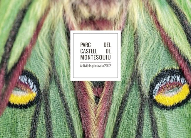 La papallona graèllsia, protagonista de la imatge del programa de primavera. Autor: XPN