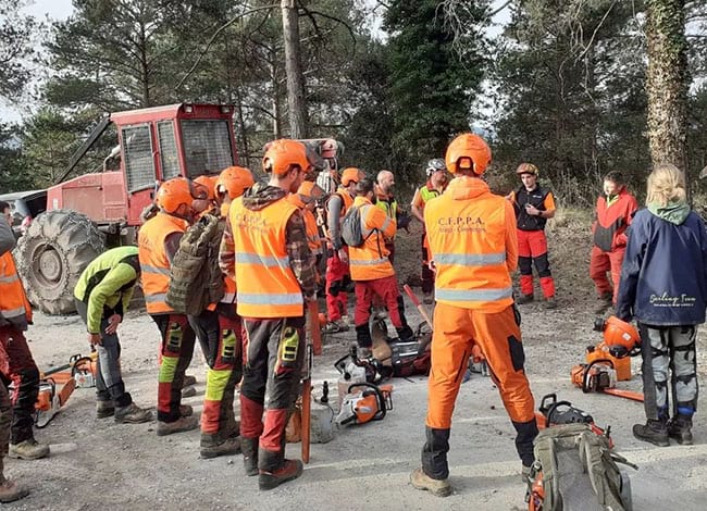 Treball conjunt de tala d'arbres. Autor: Centre de Formació Forestal Especialitzada (CFFE)