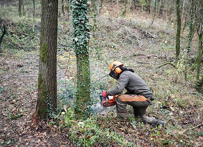 Treballs forestals. Autor: Oriol Clavera