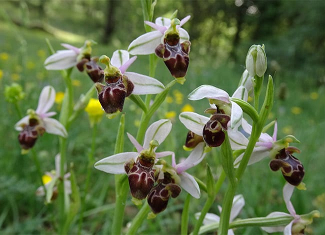 Exemplars d'abellera becada ('Ophrys scolopax'). Autora: Alba Rovira