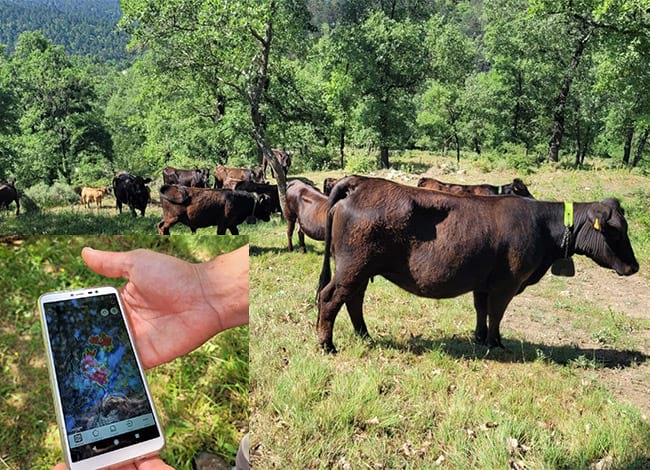 Geolocalització de vaques per ramaderia extensiva Foto: Diputació de Barcelona