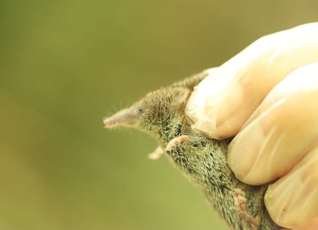 Exemplar de musaranya menuda. Autor: Marc Vilella / MCNG