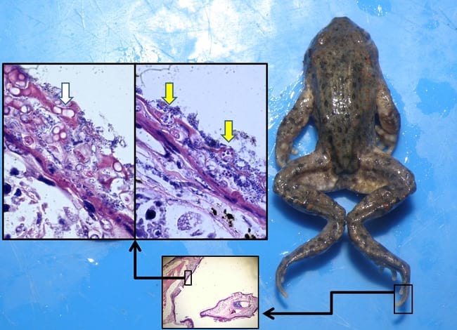 Un dels tòtils ('Alytes obstetricans') afectat. Autor: CRARC-SCH