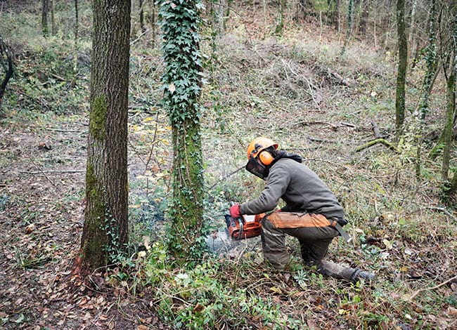 Al Parc es fan aclarides selectives. Autor: Oriol Clavera