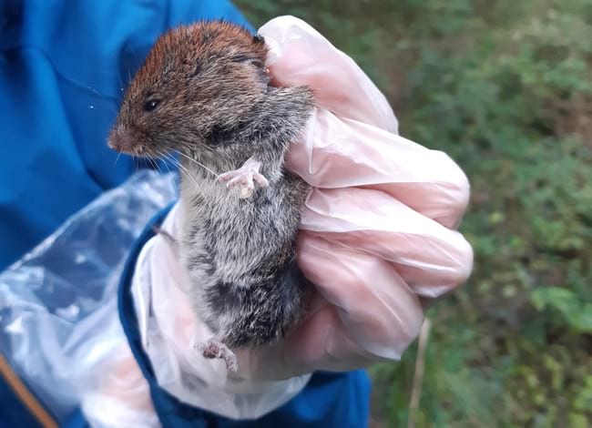 Talpó roig (<i>Clethrionomys glareolus</i>). Autor: Marc Vilella / MCNG