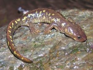 Museu d'Art de Cerdanyola