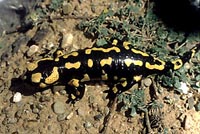 Autor: Albert Martínez Silvestre