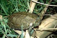 Autor: Albert Martínez Silvestre