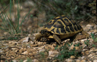 Autor: Iñaki Relanzón