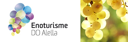 Descobreix la ruta del vi