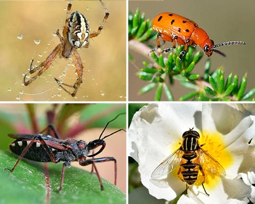 Col·lecció virtual d'insectes i artròpodes. Projecte de ciència ciutadana