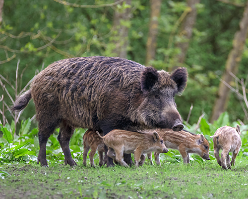 Atención! Restricciones per peste porcina africana