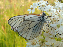 Autor: Fernando Carceller