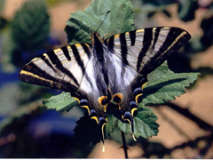 Autor: Fernando Carceller