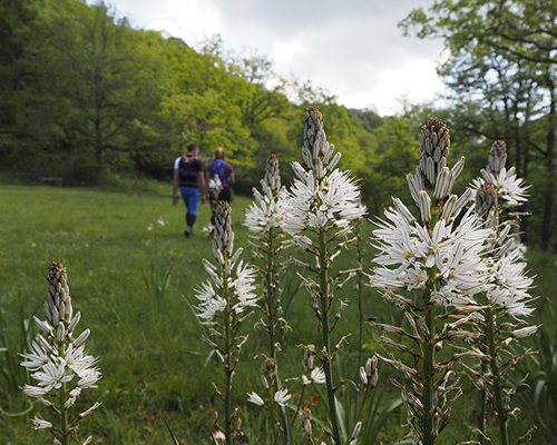 Paseos guiados 2025. Conozcamos nuestro patrimonio natural