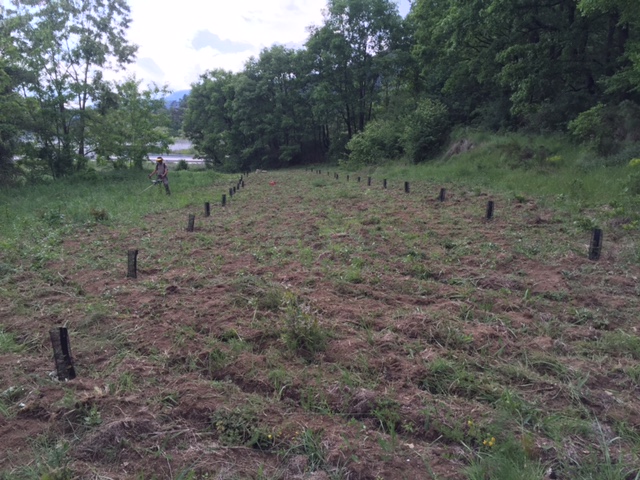 Parcel·la amb tubs protectors