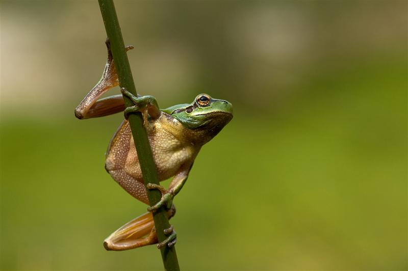 4t Concurs de fotografia digital de la Xarxa de Parcs Naturals -Any 2011 - La Fauna