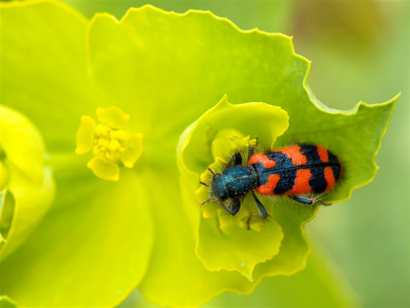 3r Concurs de fotografia digital de la Xarxa de Parcs Naturals -Any 2010 - La Fauna 3r Concurs de fotografia digital de la Xarxa de Parcs Naturals -Any 2010 - La Fauna