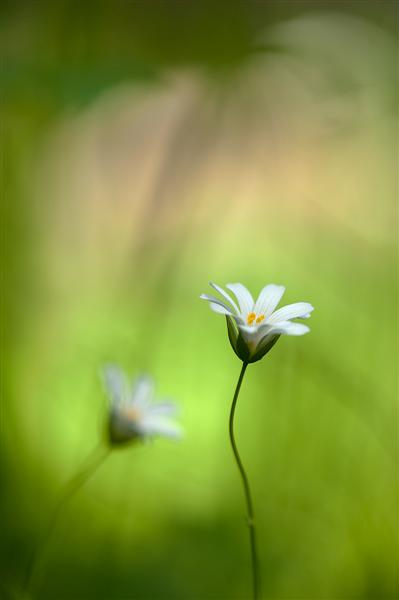 4t Concurs de fotografia digital de la Xarxa de Parcs Naturals -Any 2011 - La Flora i els Ecosistemes
