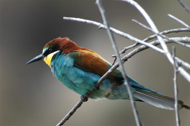 Ocells del prelitoral i litoral. Autor Xavier Bayer