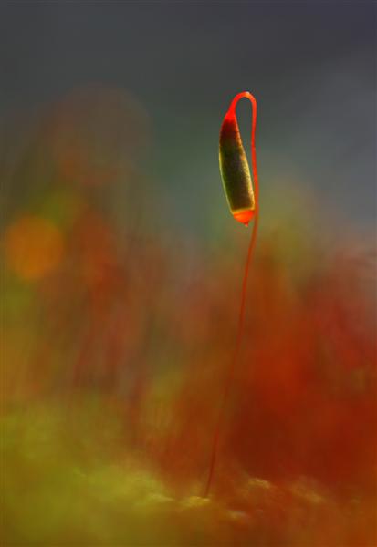 3r Concurs de fotografia digital de la Xarxa de Parcs Naturals -Any 2010 - La Flora 3r Concurs de fotografia digital de la Xarxa de Parcs Naturals -Any 2010 - La Flora