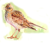 Ocells de la Xarxa de Parcs Naturals Ocells de la Xarxa de Parcs Naturals