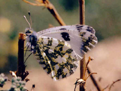 Papallones de la Serralada de Marina Papallones de la Serralada de Marina