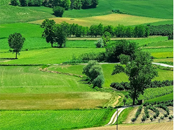 Paisatge agrícola amb cultius. Font: Pixabay (CCO)