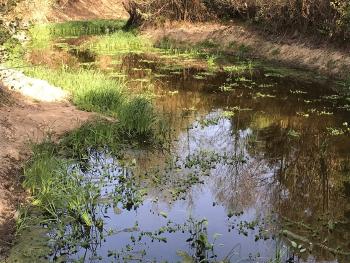 Aparició de nous propàguls. Arxiu Montnegre - Corredor