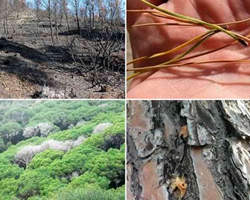 Impacte del canvi climàtic als boscos de la Xarxa de Parcs Impacte del canvi climàtic als boscos de la Xarxa de Parcs