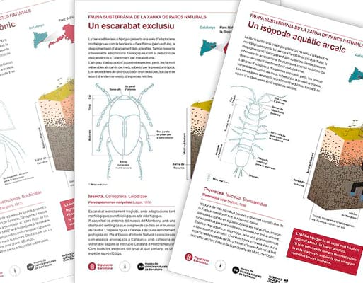 Infografies de la fauna subterrània de la Xarxa de Parcs Naturals Infografies de la fauna subterrània de la Xarxa de Parcs Naturals