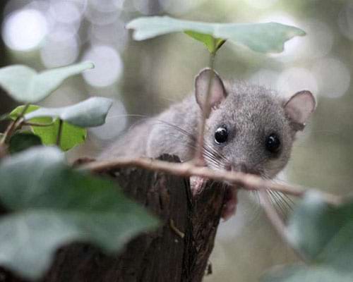 Coneixes el liró gris? Visita el Projecte Liró Coneixes el liró gris? Visita el Projecte Liró