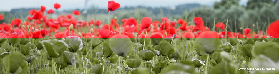 Roselles. Foto Susanna Ginesta