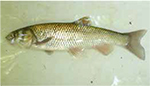 Bagra (Squalius cephalus)