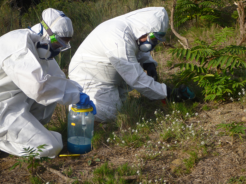 Tècnics aplicant herbicida a un peu d'ailant