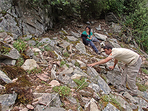 Parcel·les de <em>Saxifraga vayredana</em> i <em>S. genesiana</em> a Guilleries.