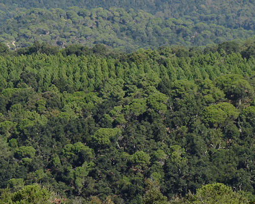 Parc del Montnegre i el Corredor. Passejades guiades 2026