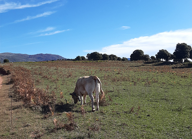 Del castell de Montesquiu al coll dels Tres Pals