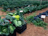 Espigalls del Garraf