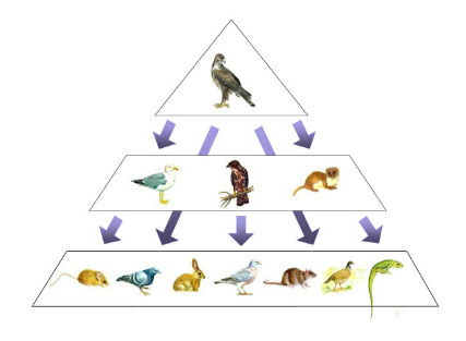 Piràmide alimentària